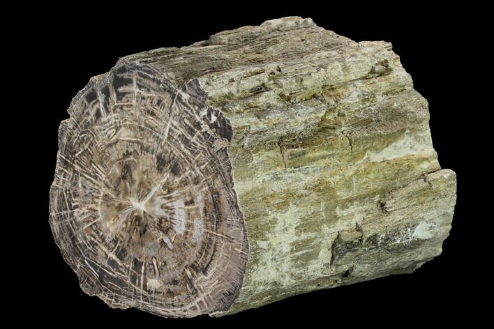 Polished Petrified Wood Log - Arizona #147927